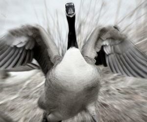 I’m Afraid of Geese: A Brief Summary of Pain Science